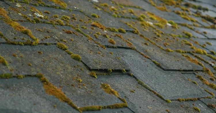 Как избавиться ото мха на крыше, если он уже появился