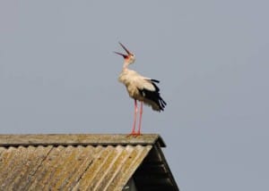 аист на шиферной крыше