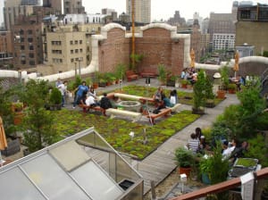 эксплуатируемая зелёная кровля