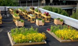 зелёная кровля экстенсивная